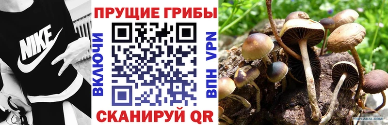Галлюциногенные грибы GOLDEN TEACHER  Купить где  Лесной 